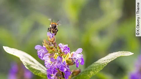 Eine Biene fliegt eine Salbeiblüte an.