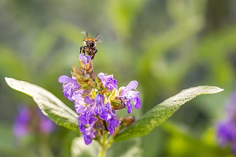 Eine Biene fliegt eine Salbeiblüte an.