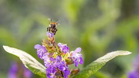 Eine Biene fliegt eine Salbeiblüte an.