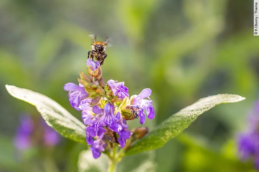 Eine Biene fliegt eine Salbeiblüte an.