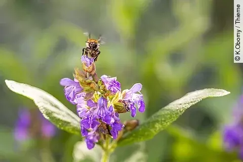 Eine Biene fliegt eine Salbeiblüte an.
