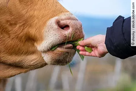 Eine Kuh wird aus der Hand gefüttert.