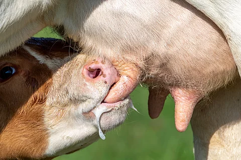 Ein Kalb trinkt am Euter einer Kuh.