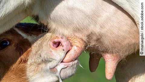 Ein Kalb trinkt am Euter einer Kuh.