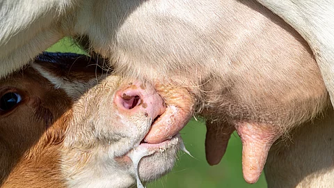 Ein Kalb trinkt am Euter einer Kuh.