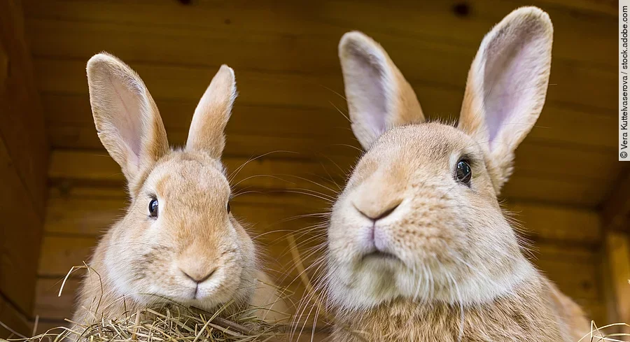 Kaninchen im Stall Zwei Kaninchen sitzen in einem Holzstall. Beide Kaninchen haben hellbraunes Fell. Auf dem Bild sind nur die Köpfe der Tiere abgebildet.