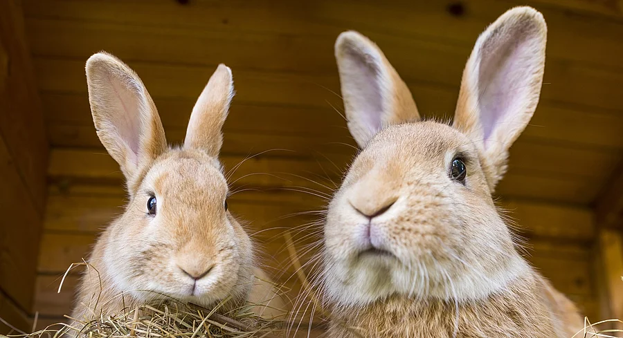 Zwei Kaninchen sitzen in einem Holzstall. Beide Kaninchen haben hellbraunes Fell. Auf dem Bild sind nur die Köpfe der Tiere abgebildet. 