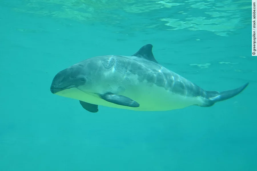 Schweinswal in der Nordsee Schweinswal in der Nordsee