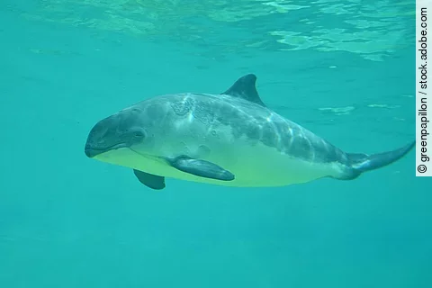 Schweinswal in der Nordsee