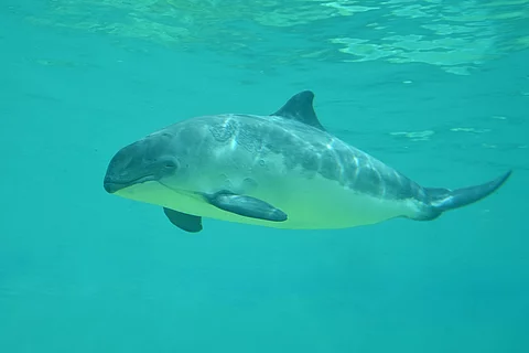 Schweinswal in der Nordsee