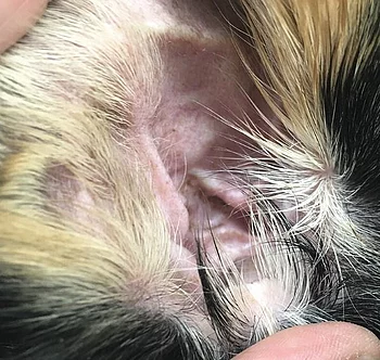 Otitis externa erythematosa