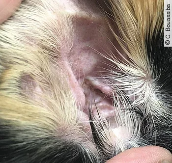 Otitis externa erythematosa