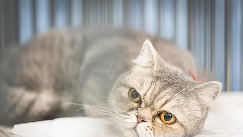 Close up of Scottish fold cat sitting in the cage at the animal 