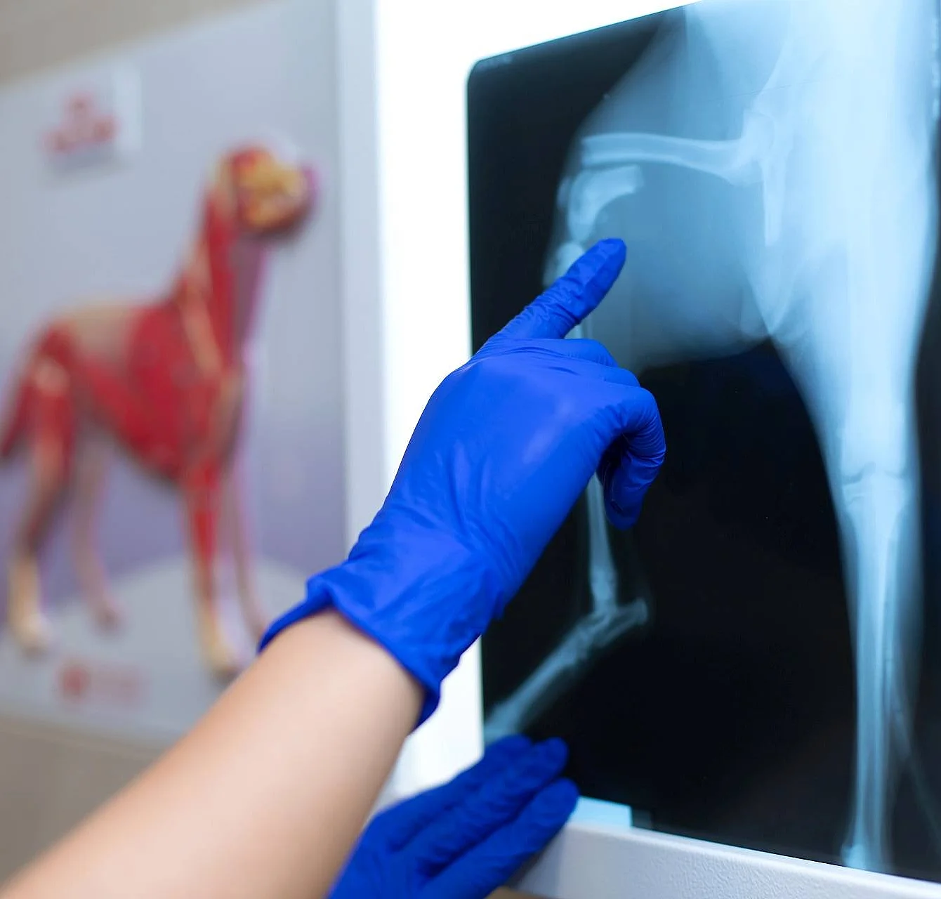 A professional doctor radiologist with gloves is looking at an X