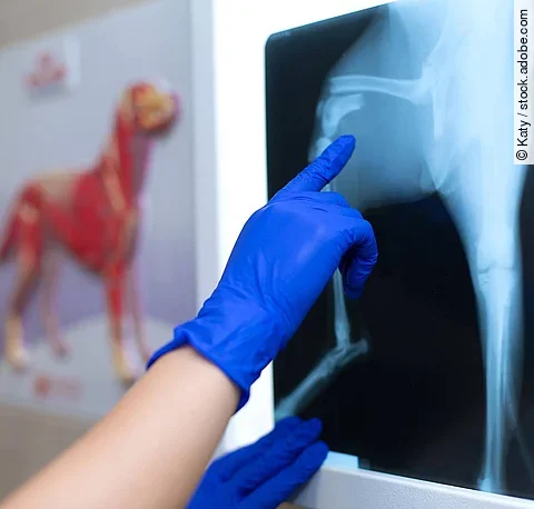 A professional doctor radiologist with gloves is looking at an X