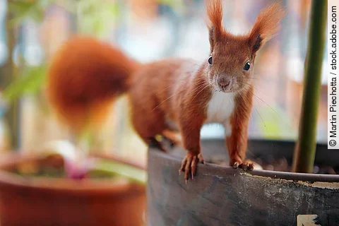 Eichhörnchen