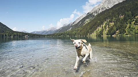 Ein glücklicher Hund springt durch Wasser in den Bergen. Der Hund hat ein helles Fell und der Himmel strahlt blau.