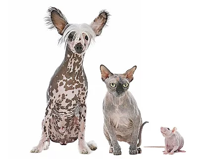 Naked Dog,Cat and Rat