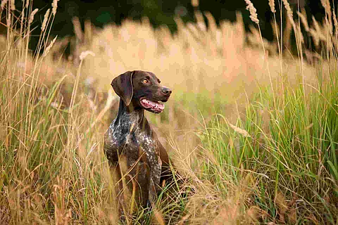 Ein brauner Jagdhund sitzt hechelnd im Feld. Brown dog sitting among the gold spikelets open his mouth