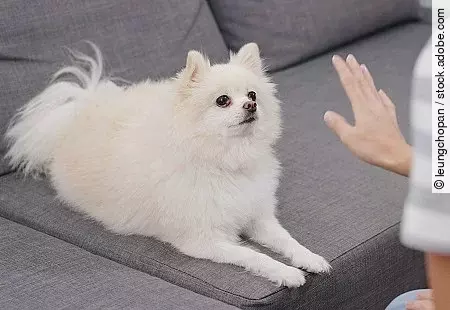 Woman train on her dog at home