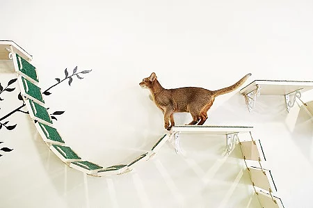 funny cat with white wall background