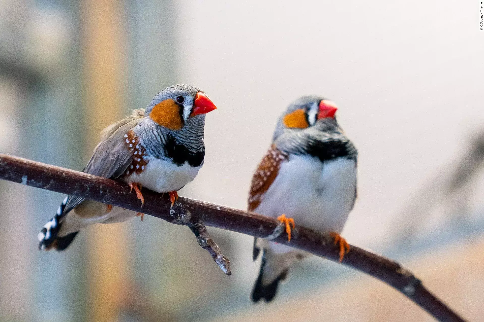 Zwei Zebrafinken sitzen nebeneinander auf einem Ast. 