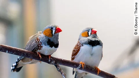 Zwei Zebrafinken sitzen nebeneinander auf einem Ast.
