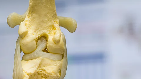 dog knee joint mold back view, meniscus and cruciate ligament