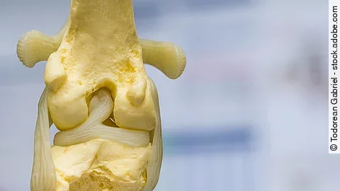 dog knee joint mold back view, meniscus and cruciate ligament dog knee joint mold back view, meniscus and cruciate ligament