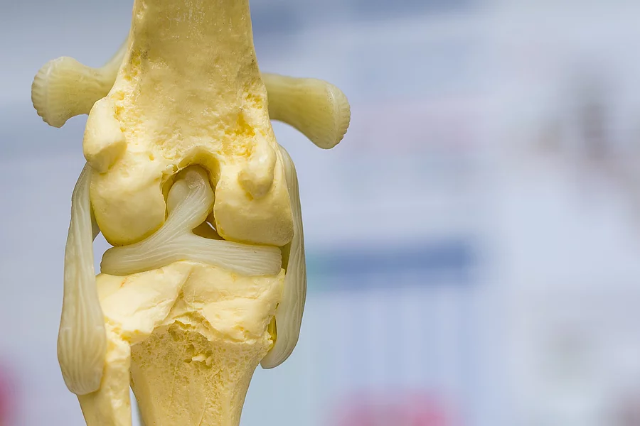 dog knee joint mold back view, meniscus and cruciate ligament