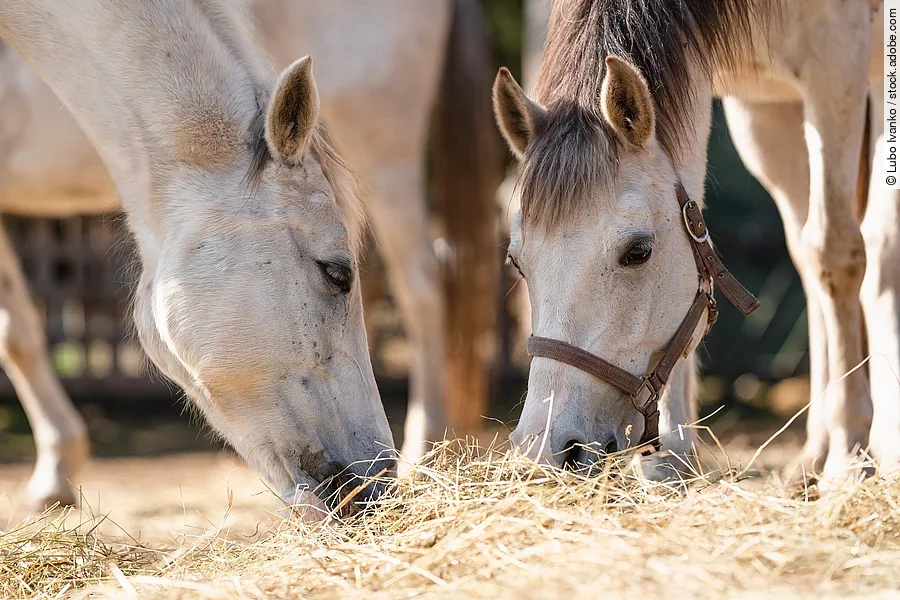 Zwei Araber fressen Heu vom Boden.