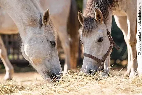 Zwei Araber fressen Heu vom Boden.