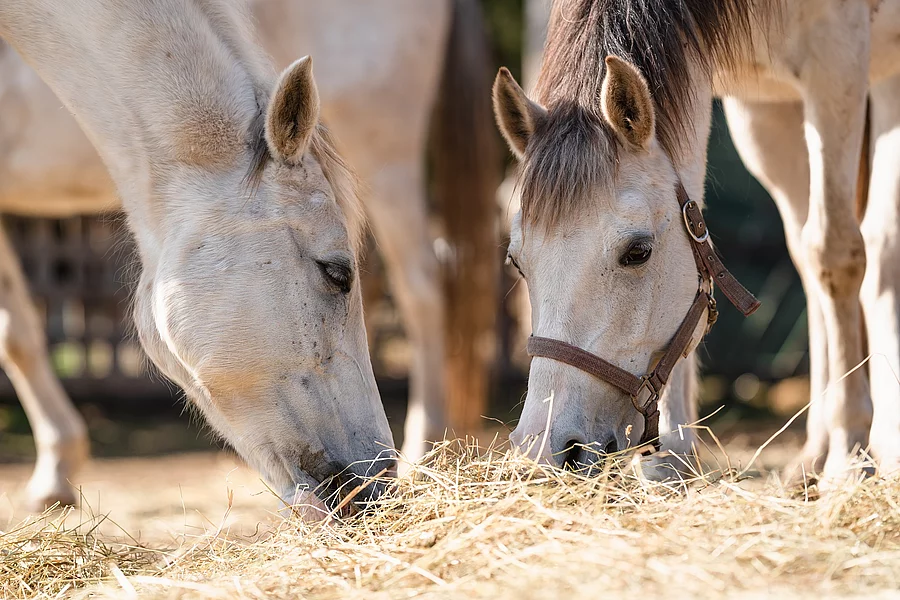 Zwei Araber fressen Heu vom Boden.