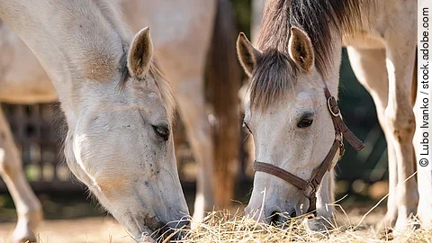 Zwei Araber fressen Heu vom Boden.