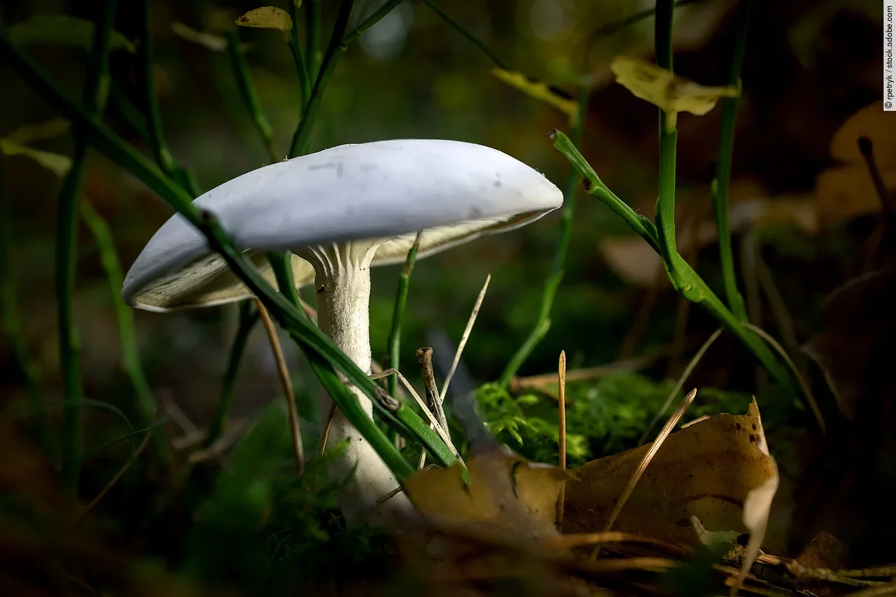 Der weißliche Pilz Clitocybe dealbata wächst im schattigen Wald.