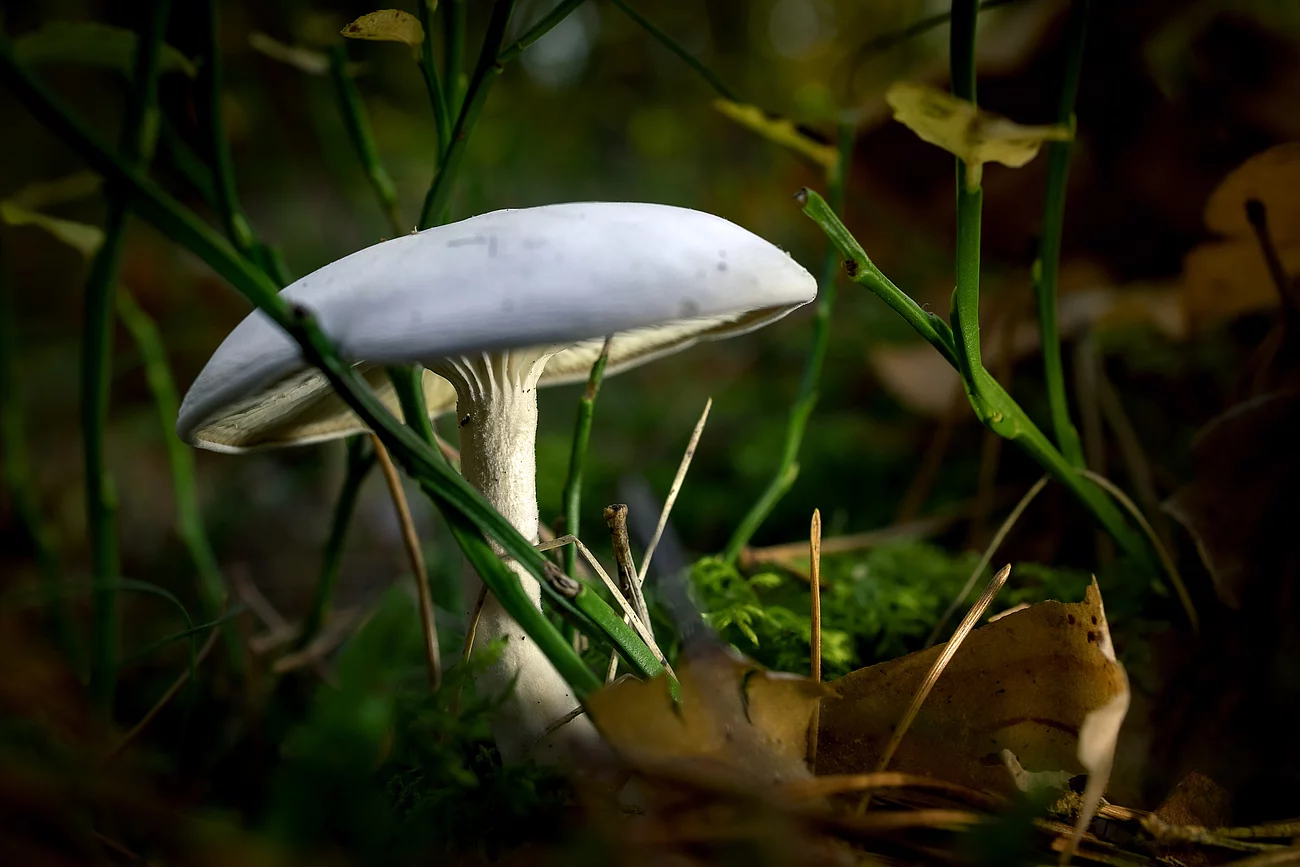 Der weißliche Pilz Clitocybe dealbata wächst im schattigen Wald.