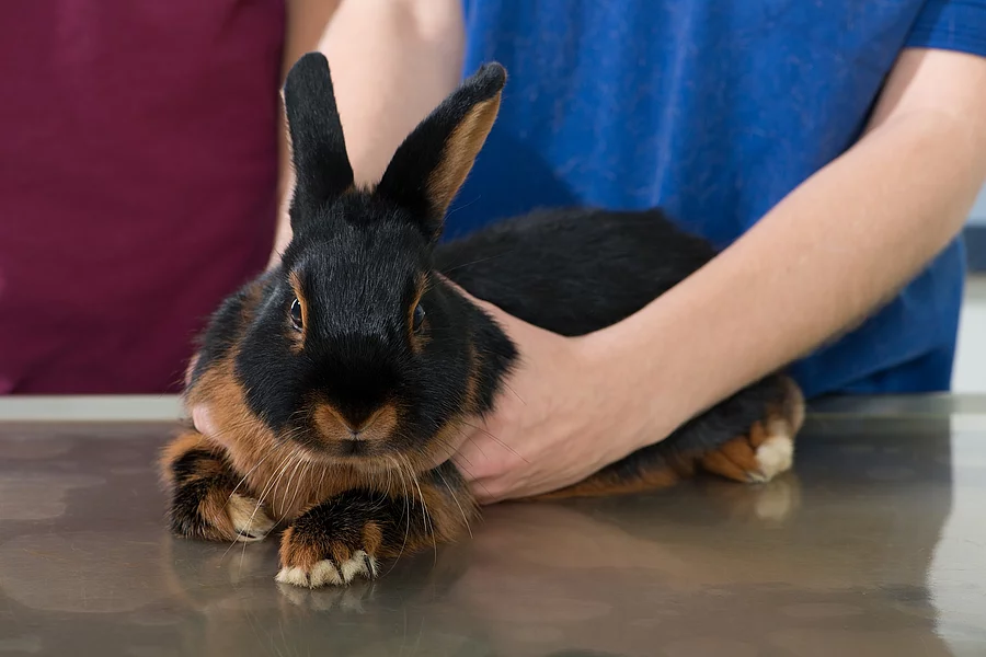 Kaninchen beim Tierarzt