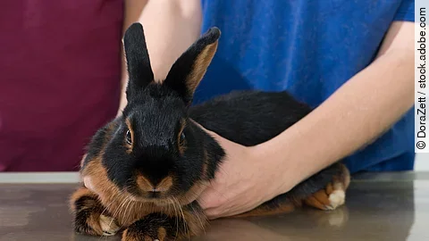 Kaninchen beim Tierarzt