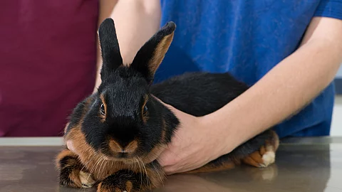 Kaninchen beim Tierarzt
