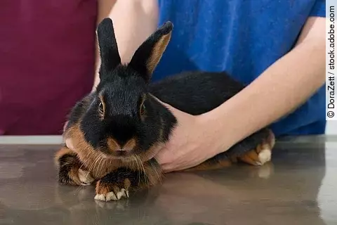Kaninchen beim Tierarzt