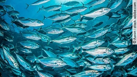 Schools of pelagic fish swimming together in clear blue ocean