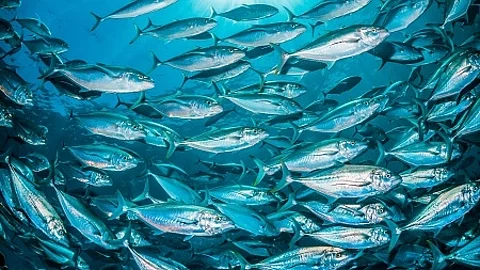 Schools of pelagic fish swimming together in clear blue ocean