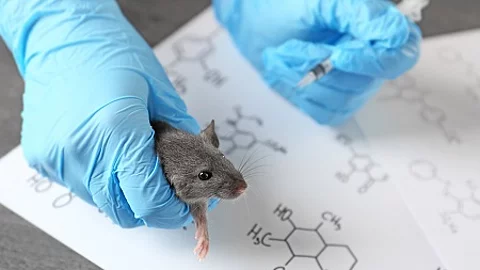 Hands of scientist giving injection to rat in laboratory