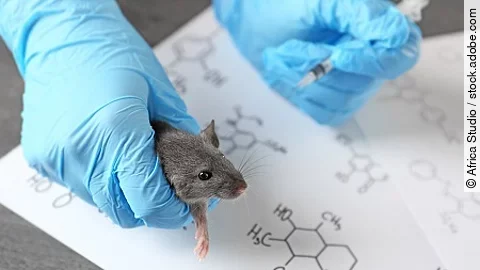 Hands of scientist giving injection to rat in laboratory