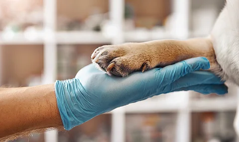 Tierarzt hält eine Hundepfote.