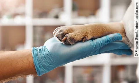Tierarzt hält eine Hundepfote.