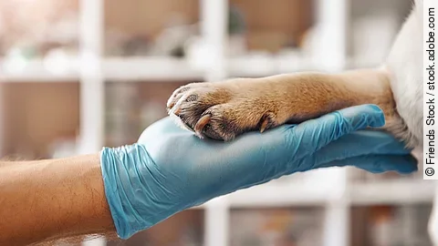 Tierarzt hält eine Hundepfote.