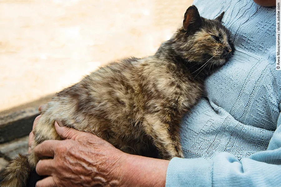 Eine Katze liegt im Schoß einer älteren Frau.