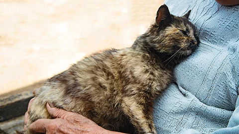 Eine Katze liegt im Schoß einer älteren Frau.