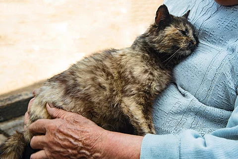 Eine Katze liegt im Schoß einer älteren Frau.